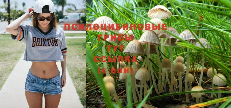 Галлюциногенные грибы Psilocybe  Дедовск 